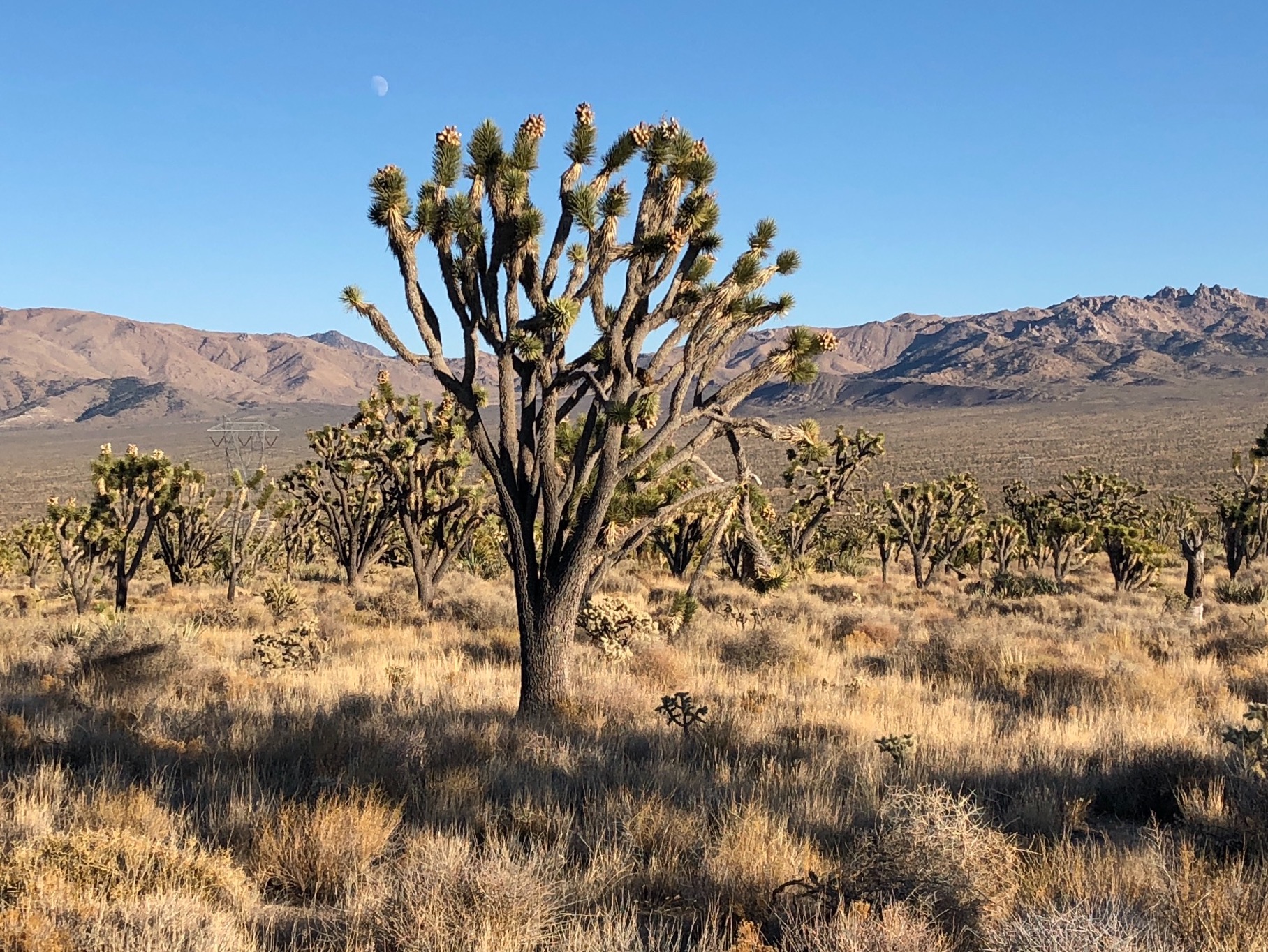 Joshua Tree forest with a cloudless light blue daytime sky with waxing gibbous moon and mountains in the background. Joshua Tree forest with a cloudless light blue daytime sky with waxing gibbous moon and mountains in the background.
